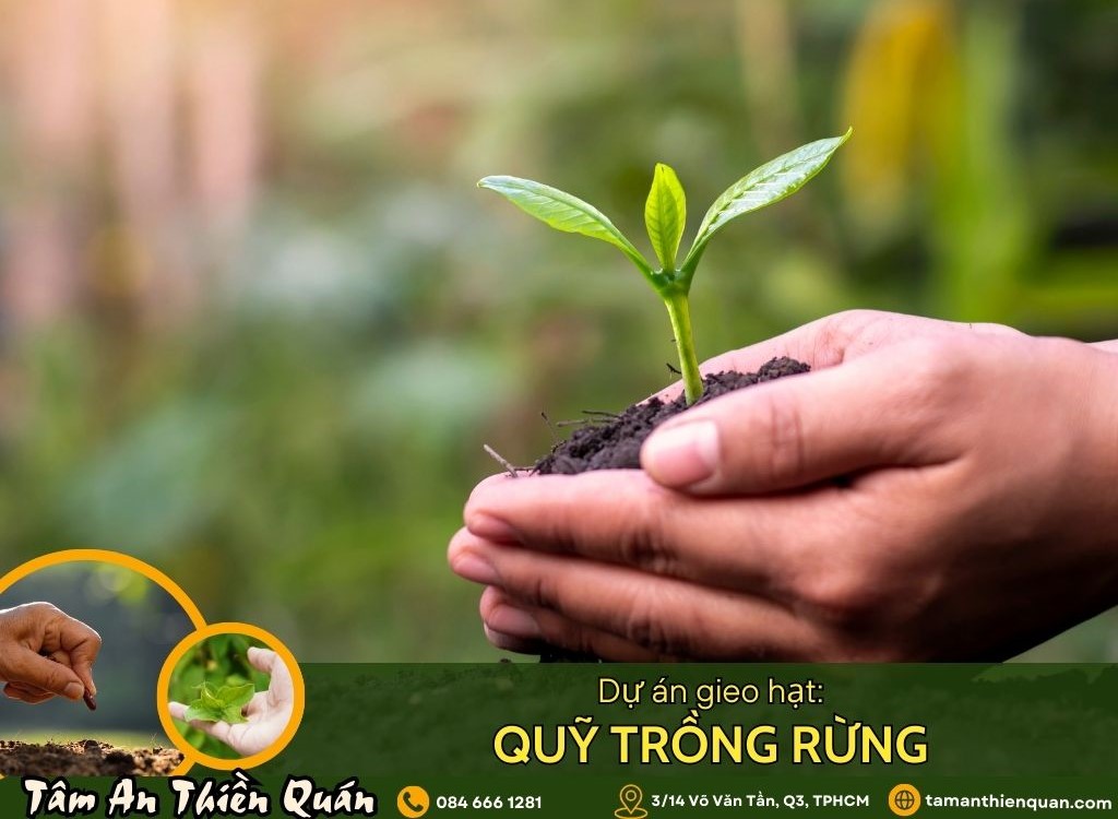 Dự án trồng rừng